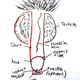 Image for article titled Can You Draw an Anatomically Correct Penis? An Experiment